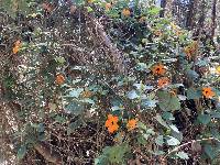 Thunbergia alata image