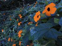 Thunbergia alata image