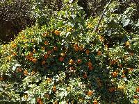 Thunbergia alata image