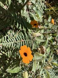 Thunbergia alata image