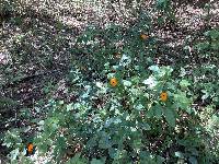 Thunbergia alata image