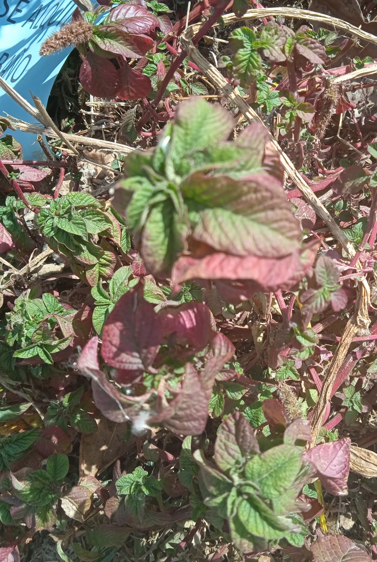 Amaranthus cruentus image