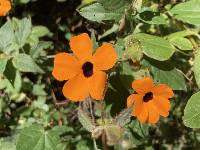 Thunbergia alata image