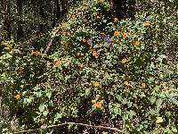Thunbergia alata image