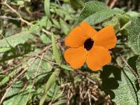 Thunbergia alata image