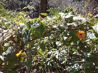 Thunbergia alata image