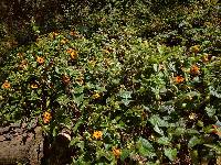 Thunbergia alata image