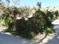 Thunbergia alata image