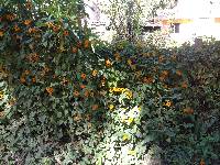 Thunbergia alata image