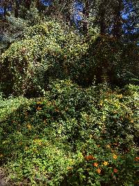 Thunbergia alata image
