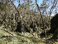 Thunbergia alata image