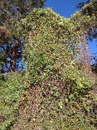 Thunbergia alata image