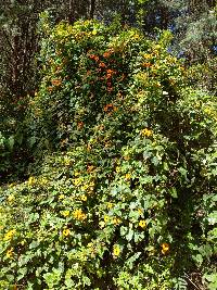 Thunbergia alata image