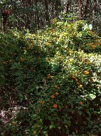 Thunbergia alata image