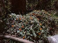Thunbergia alata image