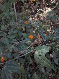 Thunbergia alata image