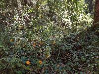 Thunbergia alata image