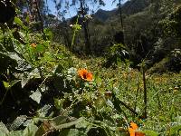 Thunbergia alata image