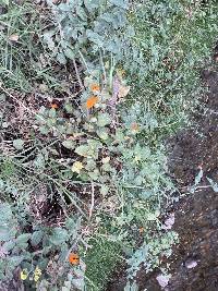 Thunbergia alata image