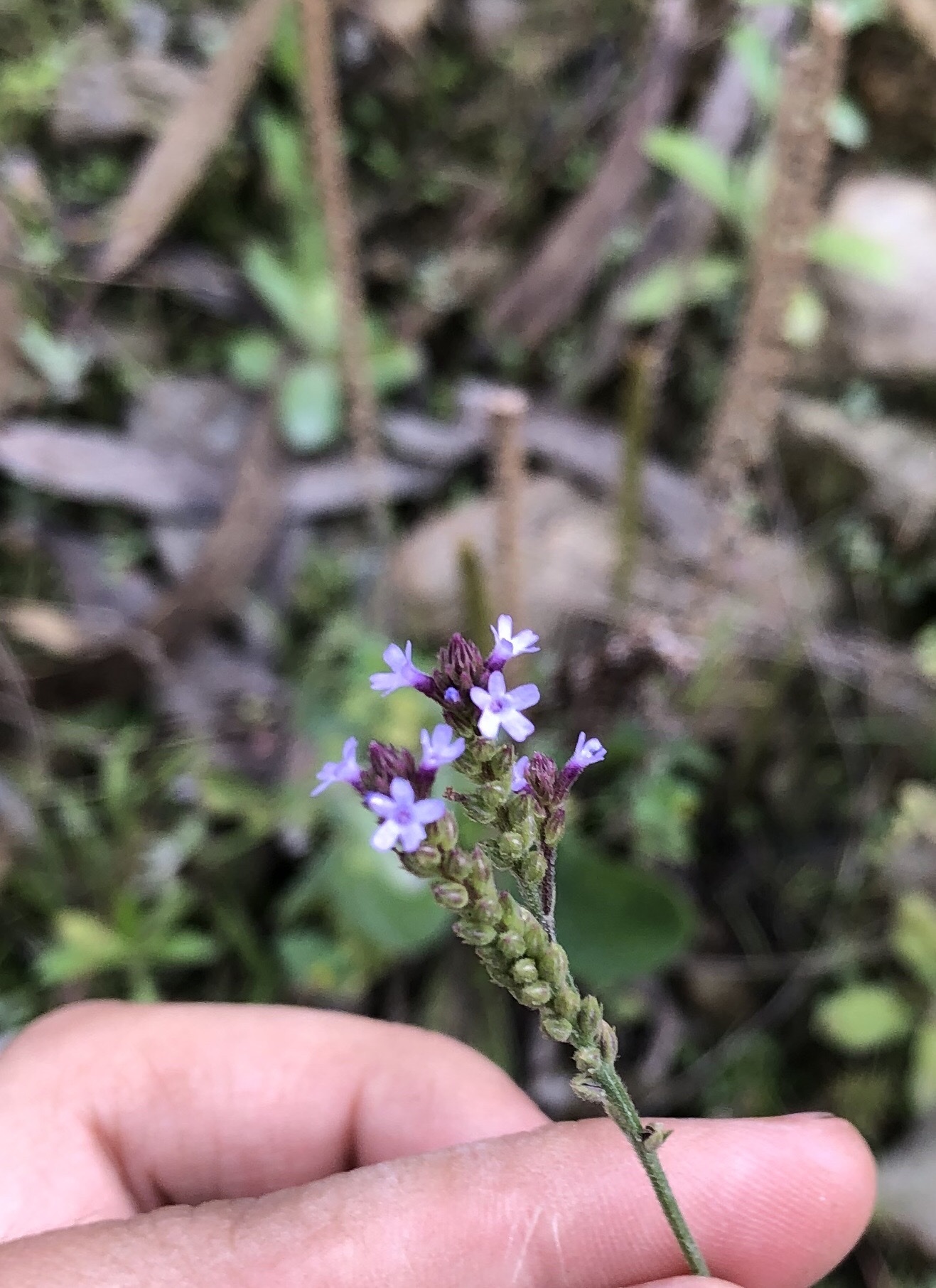 Verbena image