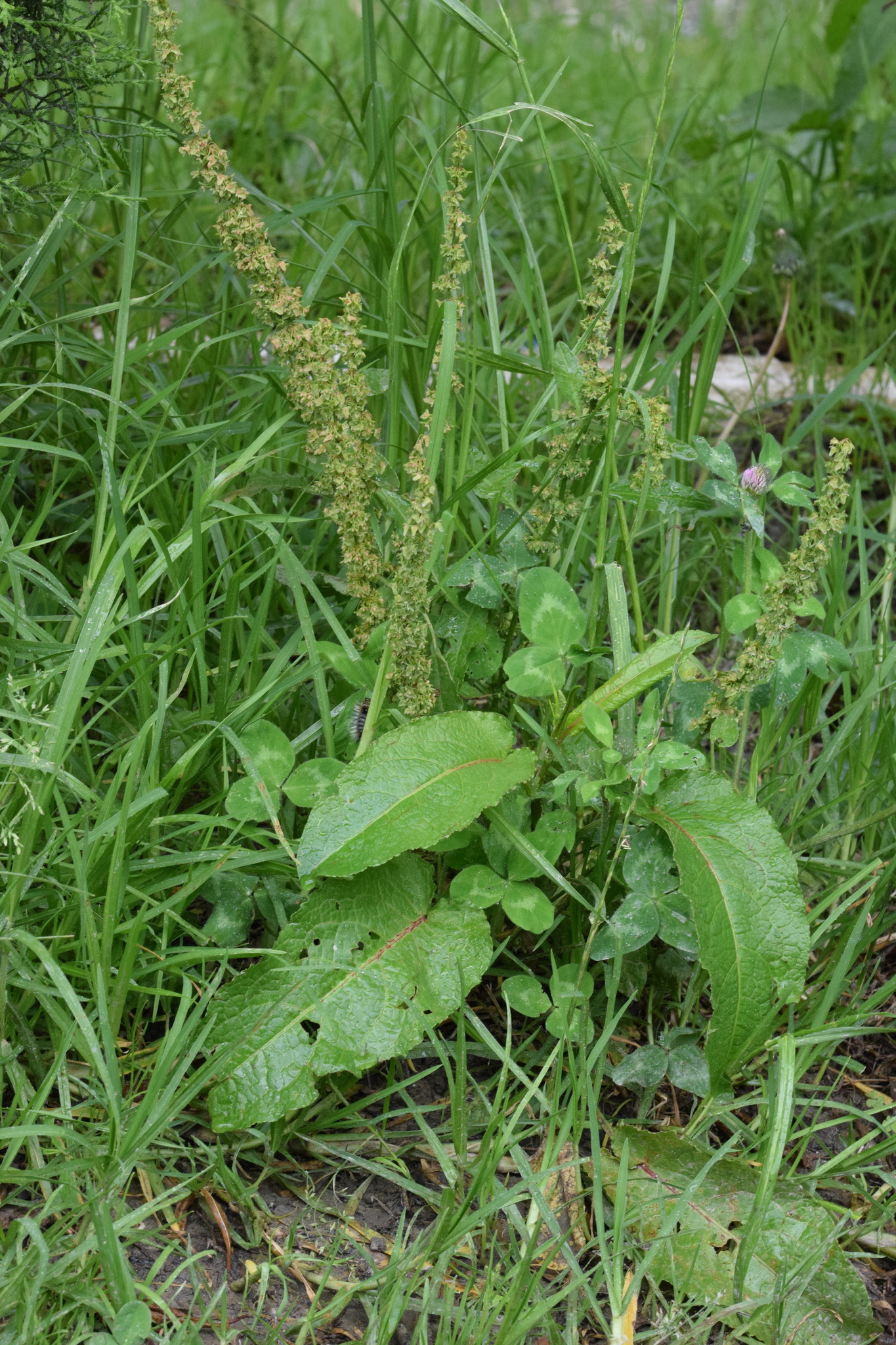 Polygonaceae image