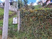 Thunbergia alata image