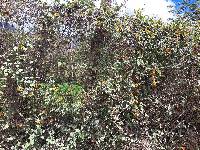 Thunbergia alata image