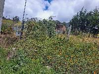 Thunbergia alata image