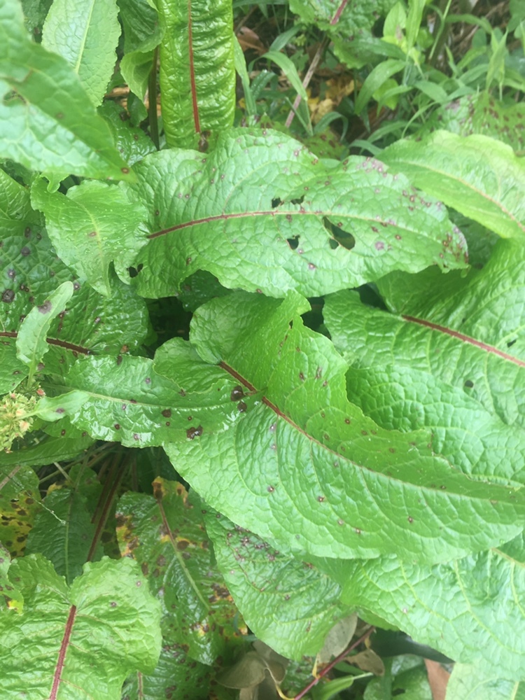 Rumex image