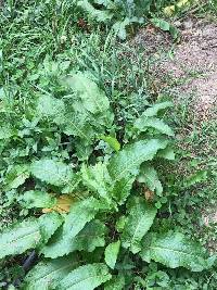 Media resource of Rumex obtusifolius