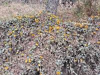Thunbergia alata image