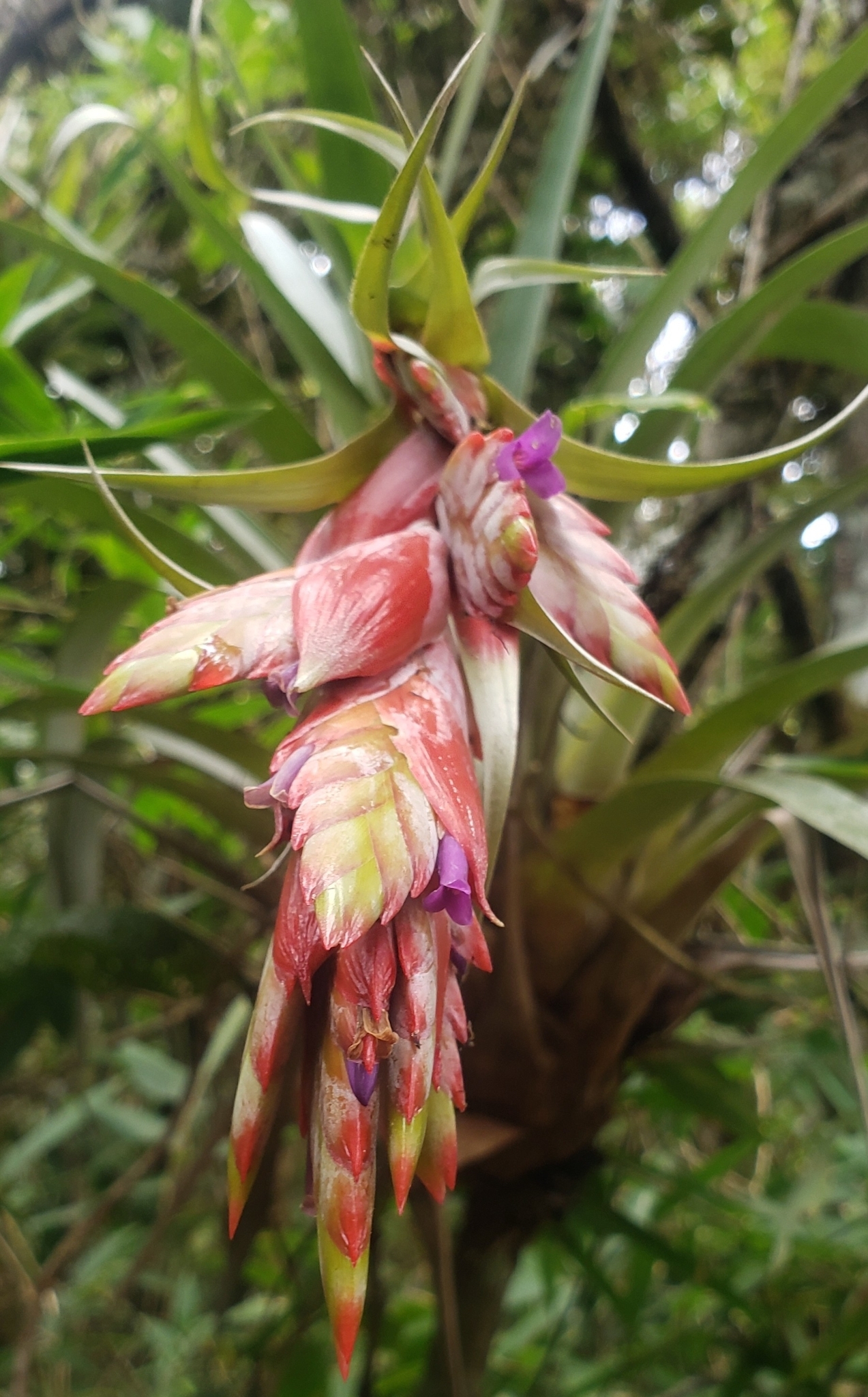 Tillandsia confertiflora image