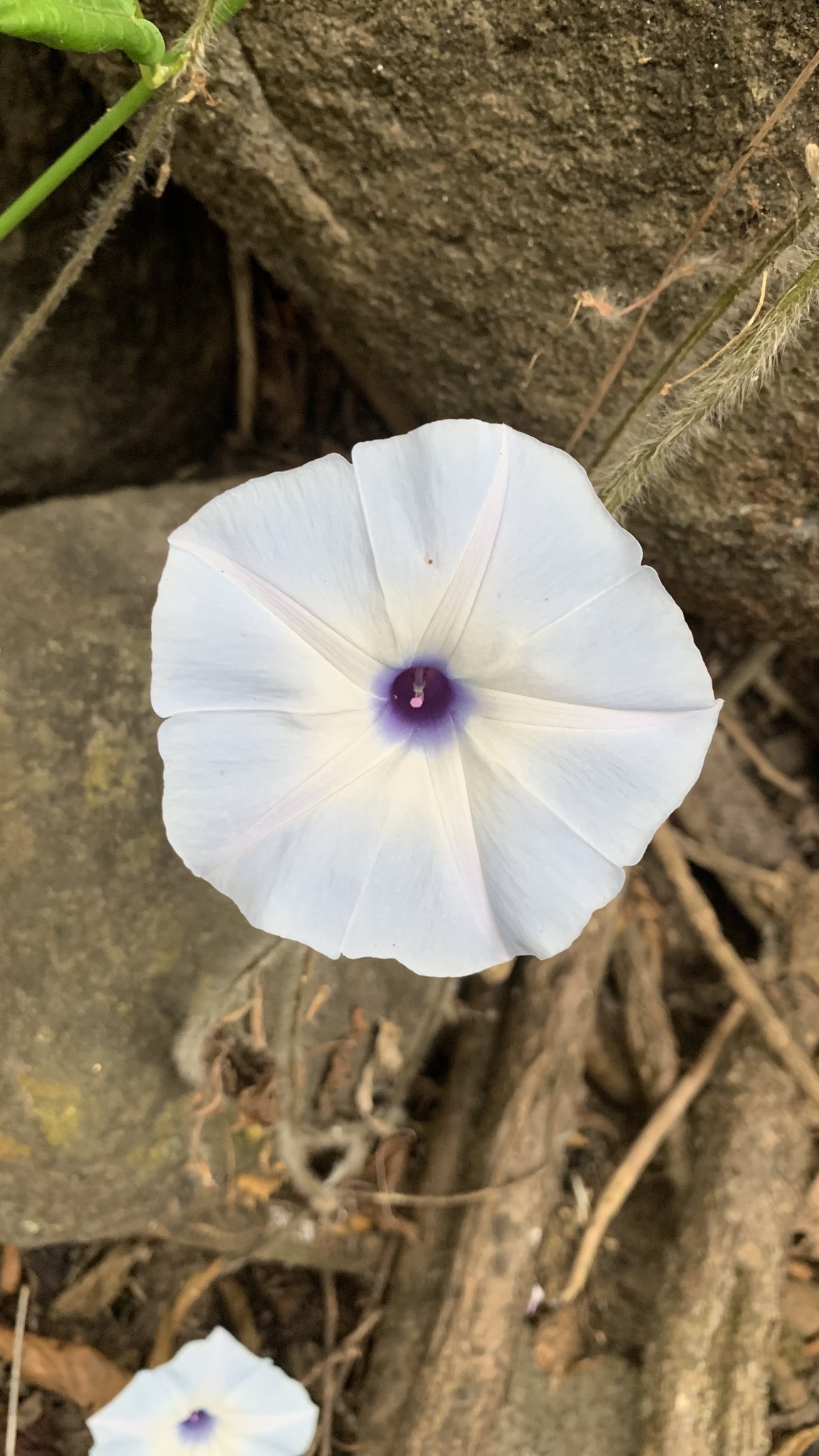 Ipomoea image