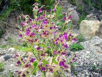 Mirabilis viscosa image