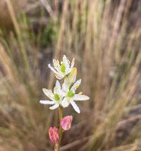 Harperocallis falcata image