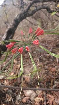 Media resource of Eucrosia eucrosioides