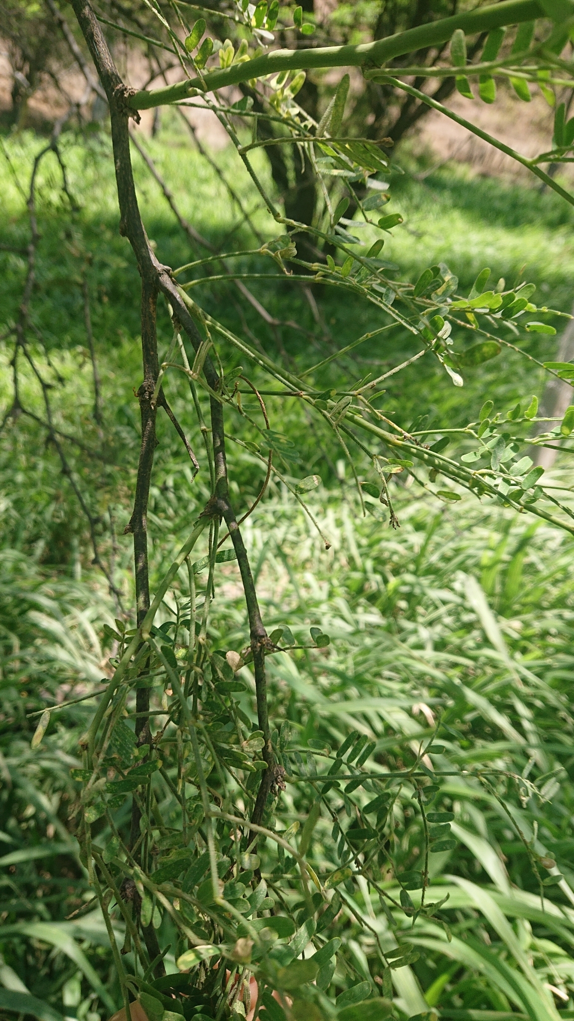 Albizia multiflora image