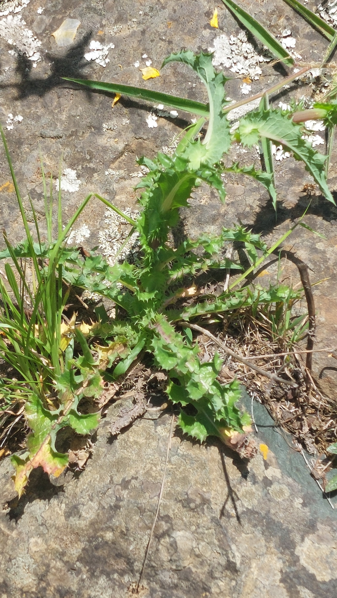Sonchus asper image