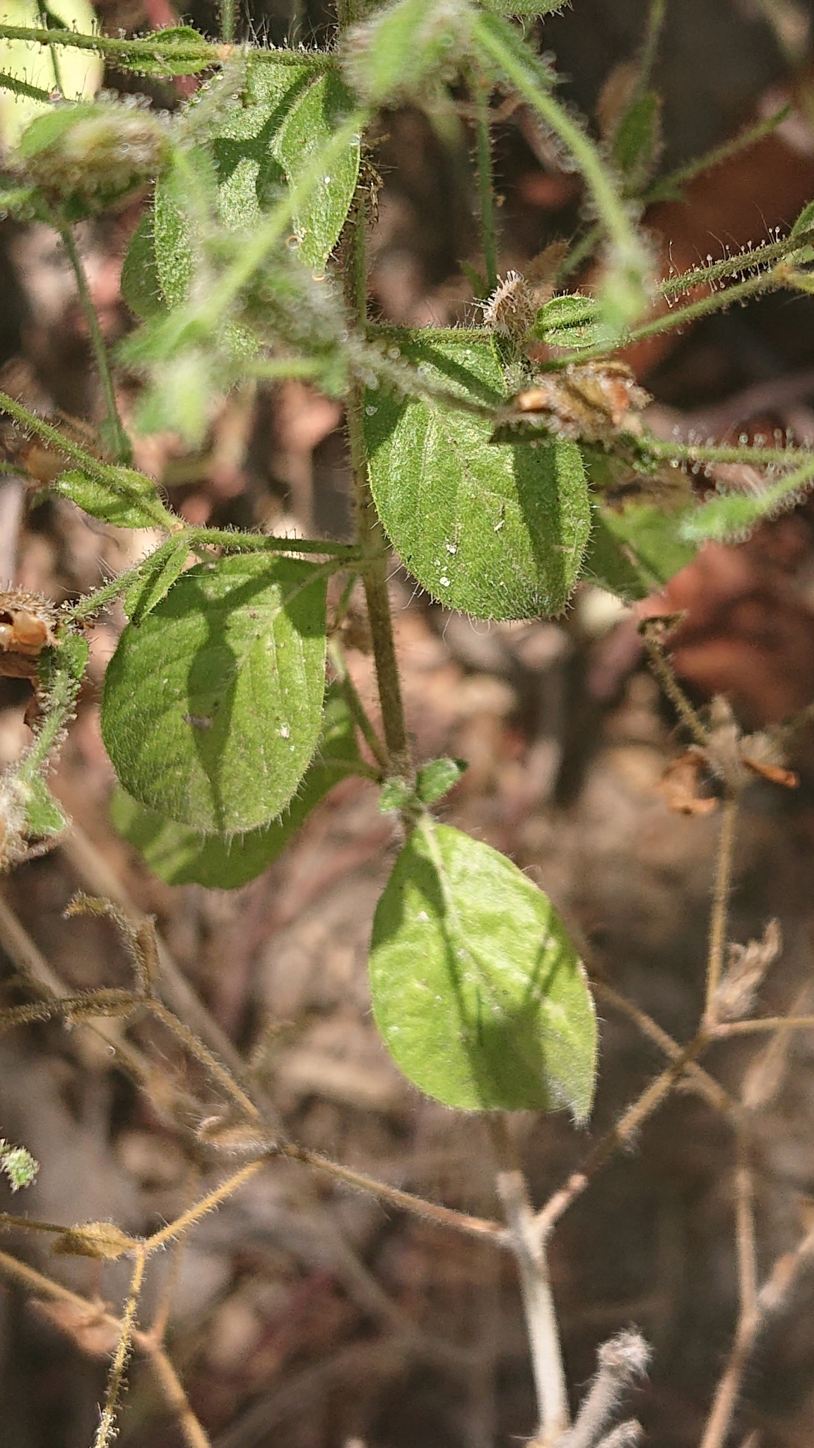 Ruellia floribunda image