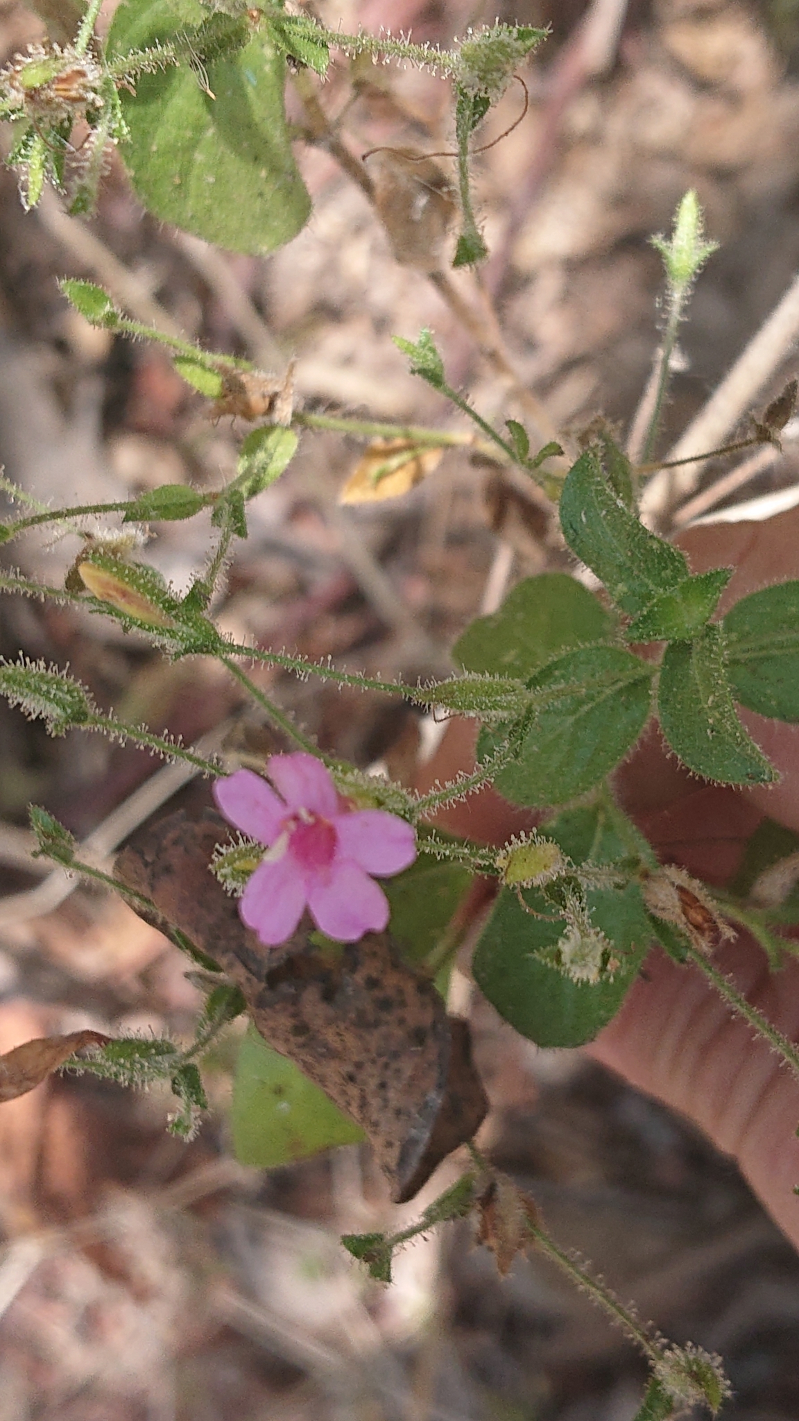 Ruellia floribunda image