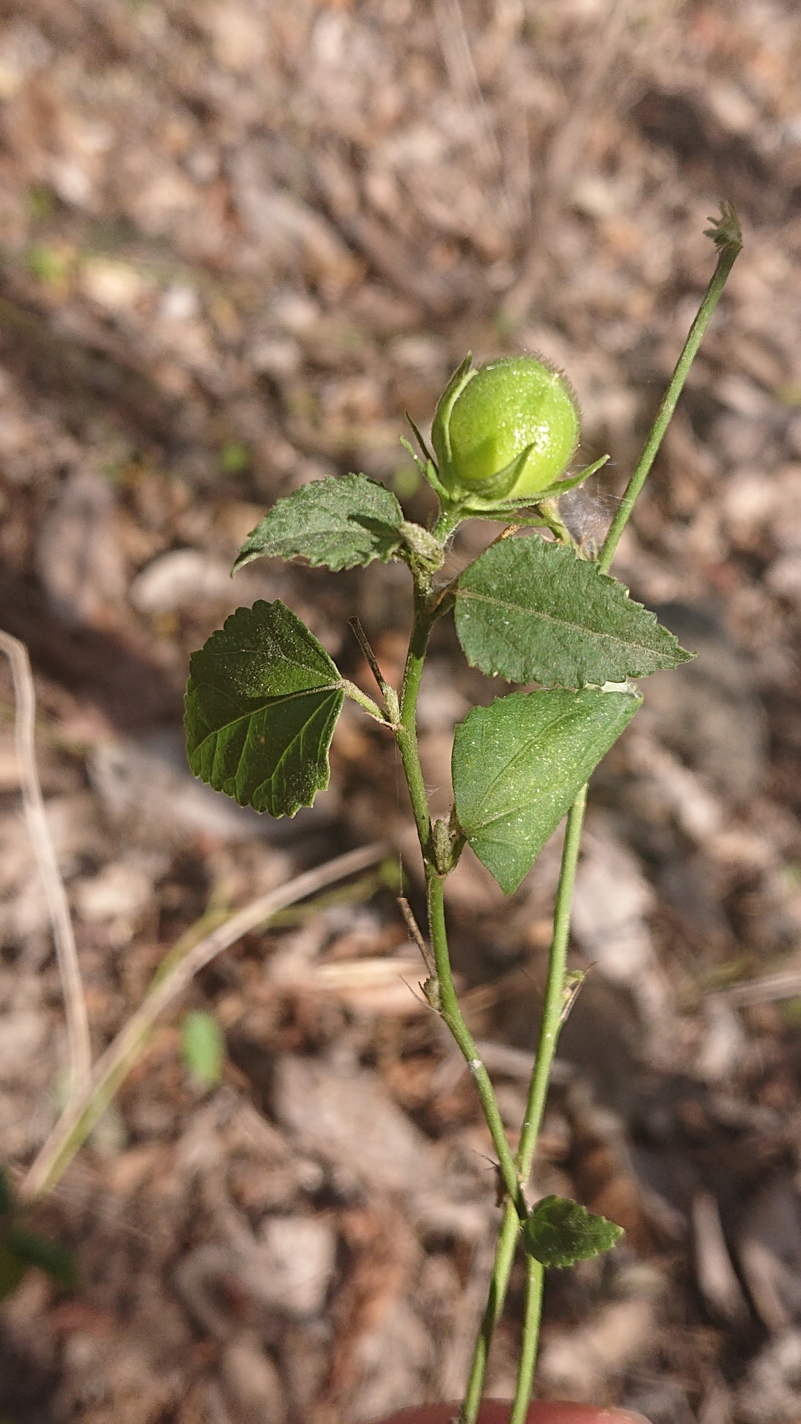 Hibiscus phoeniceus image