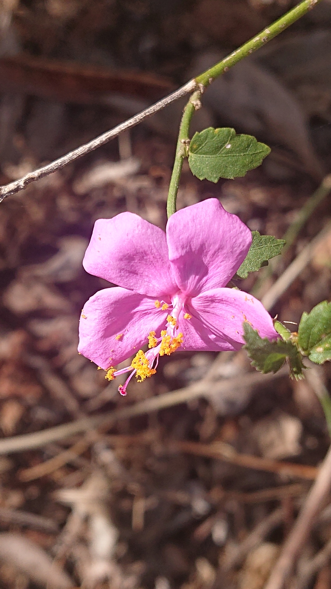 Hibiscus phoeniceus image