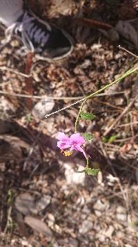 Hibiscus phoeniceus image