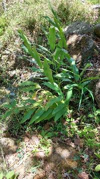 Media resource of Hedychium coronarium