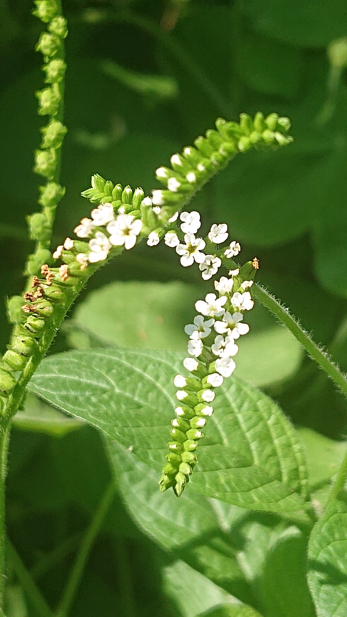 Heliotropiaceae image