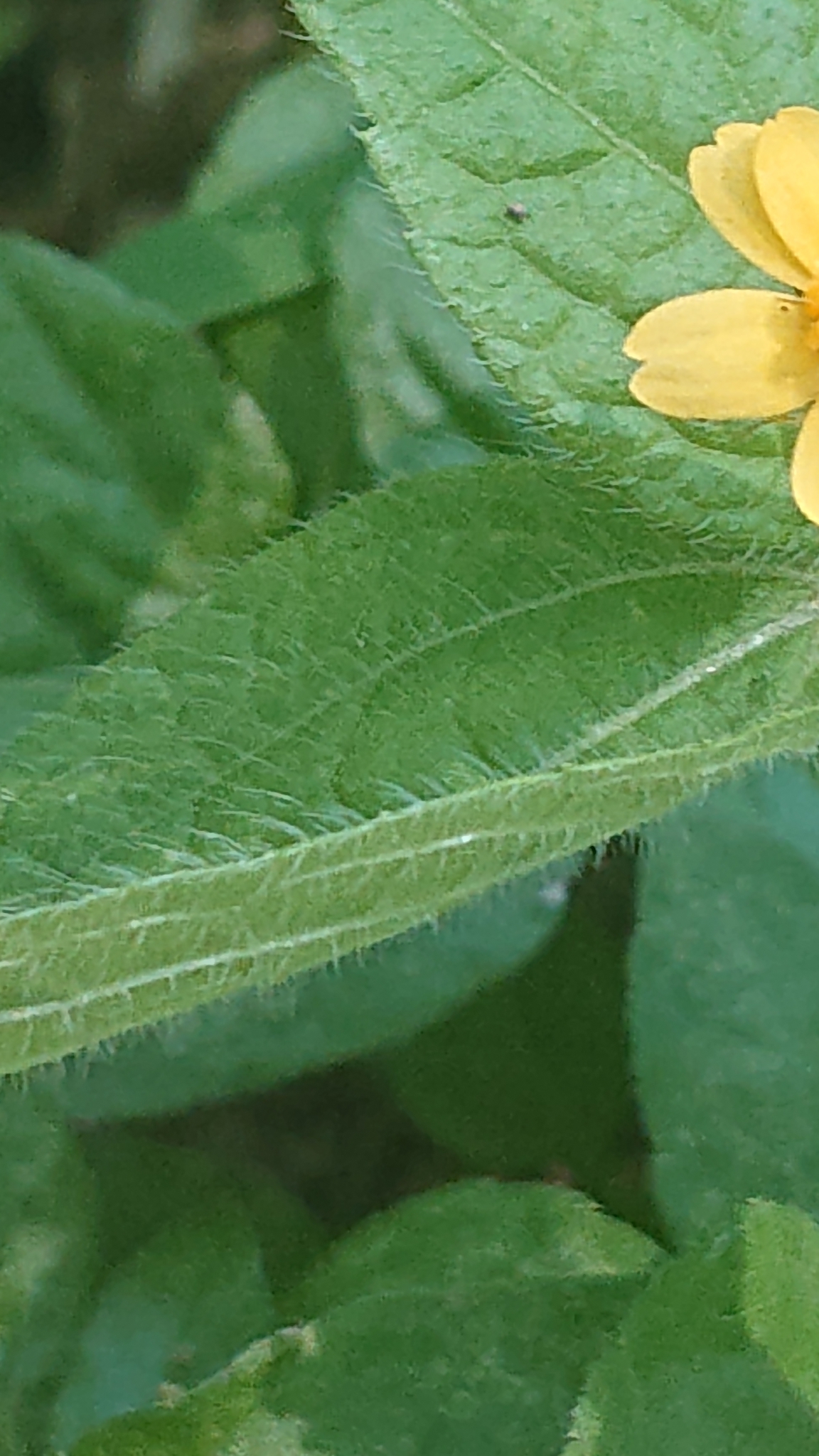 Schizoptera image