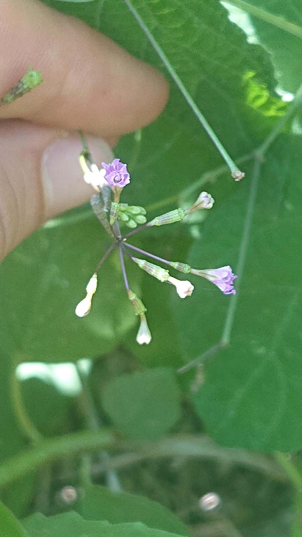 Nyctaginaceae image