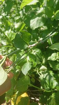 Media resource of Commicarpus tuberosus