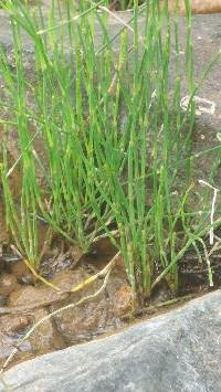 Media resource of Equisetum bogotense