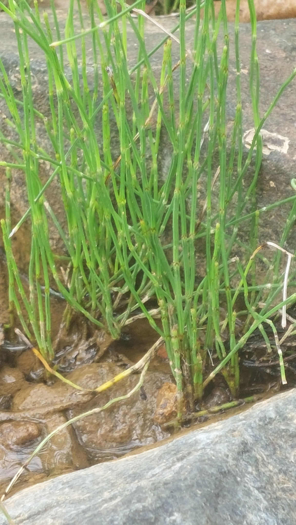 Equisetum bogotense image